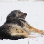 Брауни собака из приюта на пристройство, частный приют Зов Предков zovpredkov.net фото 11
