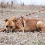 Фанта собака из приюта на пристройство, частный приют Зов Предков zovpredkov.net фото 10