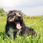 Мэлвин собака из приюта на пристройство приют для бездомных животных Зов Предков zovpredkov.net фото 16