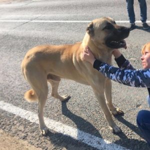 анатолийский карабаш бесплатно в добрые руки