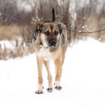 Федор собака из приюта на пристройство, частный приют Зов Предков zovpredkov.net фото 6