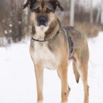 Федор собака из приюта на пристройство, частный приют Зов Предков zovpredkov.net фото 8