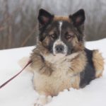 сальса собака из приюта на пристройство фото10
