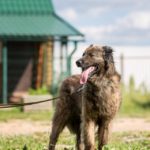 Гарри собака из приюта Зов Предков zovpredkov.ru фото 4