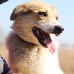 Луна собака из приюта на пристройство Зов Предков zovpredkov.net фото 9