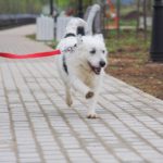 Матильда собака из приюта на пристройство фото3