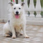 Матильда собака из приюта на пристройство фото1