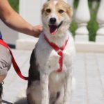 Луна собака из приюта на пристройство Зов Предков zovpredkov.net фото 3