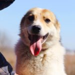 Луна собака из приюта на пристройство Зов Предков zovpredkov.net фото 6