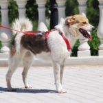 Луна собака из приюта на пристройство Зов Предков zovpredkov.net фото 2