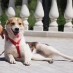 Луна собака из приюта на пристройство Зов Предков zovpredkov.net фото 4