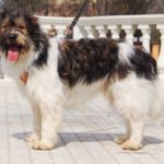 собака из приюта на пристройство zovpredkov.net фото9