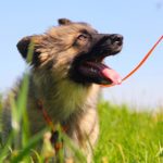 Гаврик щенок из приюта на пристройство zovpredkov.net фото6