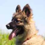 Гаврик щенок из приюта на пристройство zovpredkov.net фото8