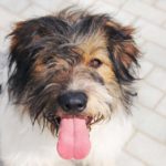 Барт собака из приюта на пристройство zovpredkov.net фото1