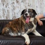 Сережа собака из приюта на пристройство zovpredkov.net фото1