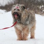 Чуня собака из приюта Зов Предков zovpredkov.net фото 9