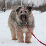 Чуня собака из приюта Зов Предков zovpredkov.net фото 7