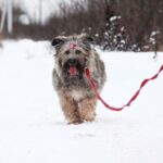 Чуня собака из приюта Зов Предков zovpredkov.net фото 6