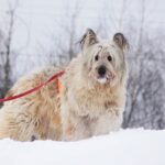 Кинг собака из приюта на пристройство приют для бездомных животных Зов Предков zovpredkov.net фото 13