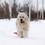 Кинг собака из приюта на пристройство приют для бездомных животных Зов Предков zovpredkov.net фото 9