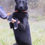 Черничка собака из приюта на пристройство, частный приют Зов Предков zovpredkov.net фото 6