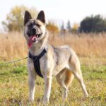 собака из приюта на пристройство, частный приют Зов Предков zovpredkov.net фото 6