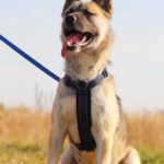 собака из приюта на пристройство, частный приют Зов Предков zovpredkov.net фото 3