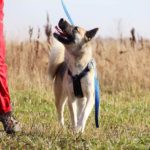 собака из приюта на пристройство, частный приют Зов Предков zovpredkov.net фото 7