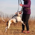Джульетта собака из приюта на пристройство, частный приют Зов Предков zovpredkov.net фото 2