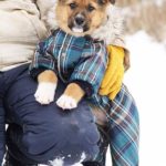 Филимон щенок из приюта на пристройство, частный приют Зов Предков zovpredkov.net фото 2