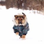 Филимон щенок из приюта на пристройство, частный приют Зов Предков zovpredkov.net фото 1