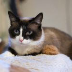 Шармэль кошка из приюта для бездомных животных Зов Предков на пристройство zovpredkov.net фото 5