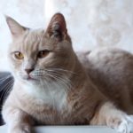 Абрикос кот из приюта для бездомных животных Зов Предков на пристройство zovpredkov.net фото 1