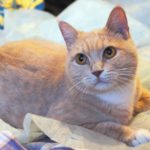 Абрикос кот из приюта для бездомных животных Зов Предков на пристройство zovpredkov.net фото 2