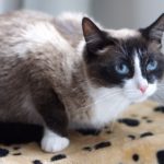 Шармэль кошка из приюта для бездомных животных Зов Предков на пристройство zovpredkov.net фото 3