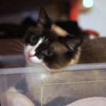 Шармэль кошка из приюта для бездомных животных Зов Предков на пристройство zovpredkov.net фото 1
