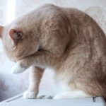 Абрикос кот из приюта для бездомных животных Зов Предков на пристройство zovpredkov.net фото 6