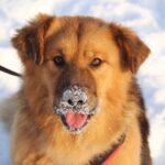 Рим собака из приюта на пристройство, частный приют Зов Предков zovpredkov.net фото 8