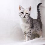 Лакшери кошка из приюта для бездомных животных Зов Предков на пристройство zovpredkov.net фото 1