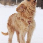 Ларсик собака из приюта на пристройство, частный приют Зов Предков zovpredkov.net фото 4