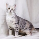 Лакшери кошка из приюта для бездомных животных Зов Предков на пристройство zovpredkov.net фото 7