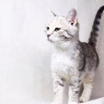 Лакшери кошка из приюта для бездомных животных Зов Предков на пристройство zovpredkov.net фото 6