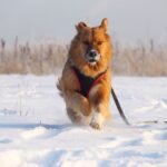 Рим собака из приюта на пристройство, частный приют Зов Предков zovpredkov.net фото 2