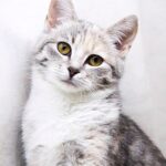 Лакшери кошка из приюта для бездомных животных Зов Предков на пристройство zovpredkov.net фото 4