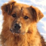 Рим собака из приюта на пристройство, частный приют Зов Предков zovpredkov.net фото 7