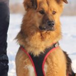 Рим собака из приюта на пристройство, частный приют Зов Предков zovpredkov.net фото 5