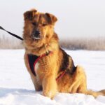 Рим собака из приюта на пристройство, частный приют Зов Предков zovpredkov.net фото 3