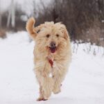 Ларсик собака из приюта на пристройство, частный приют Зов Предков zovpredkov.net фото 1