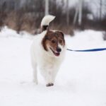 Снуппи собака из приюта на пристройство, частный приют Зов Предков zovpredkov.net фото 3
